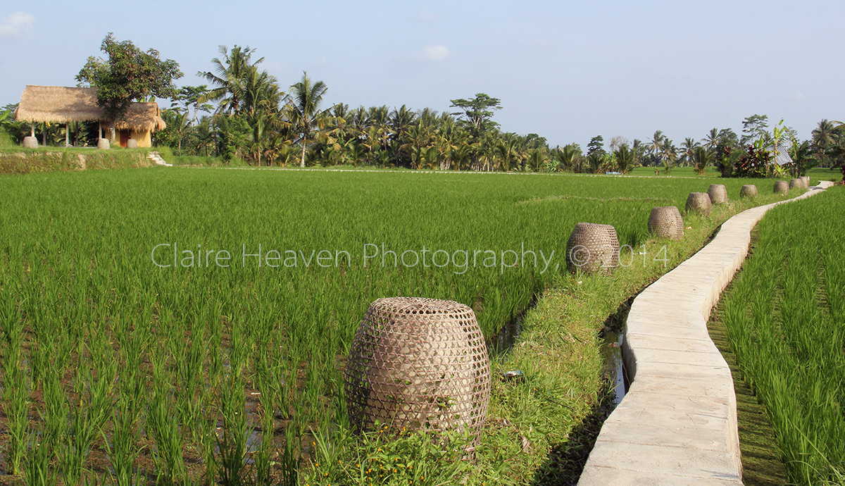 Rice fields of Bali