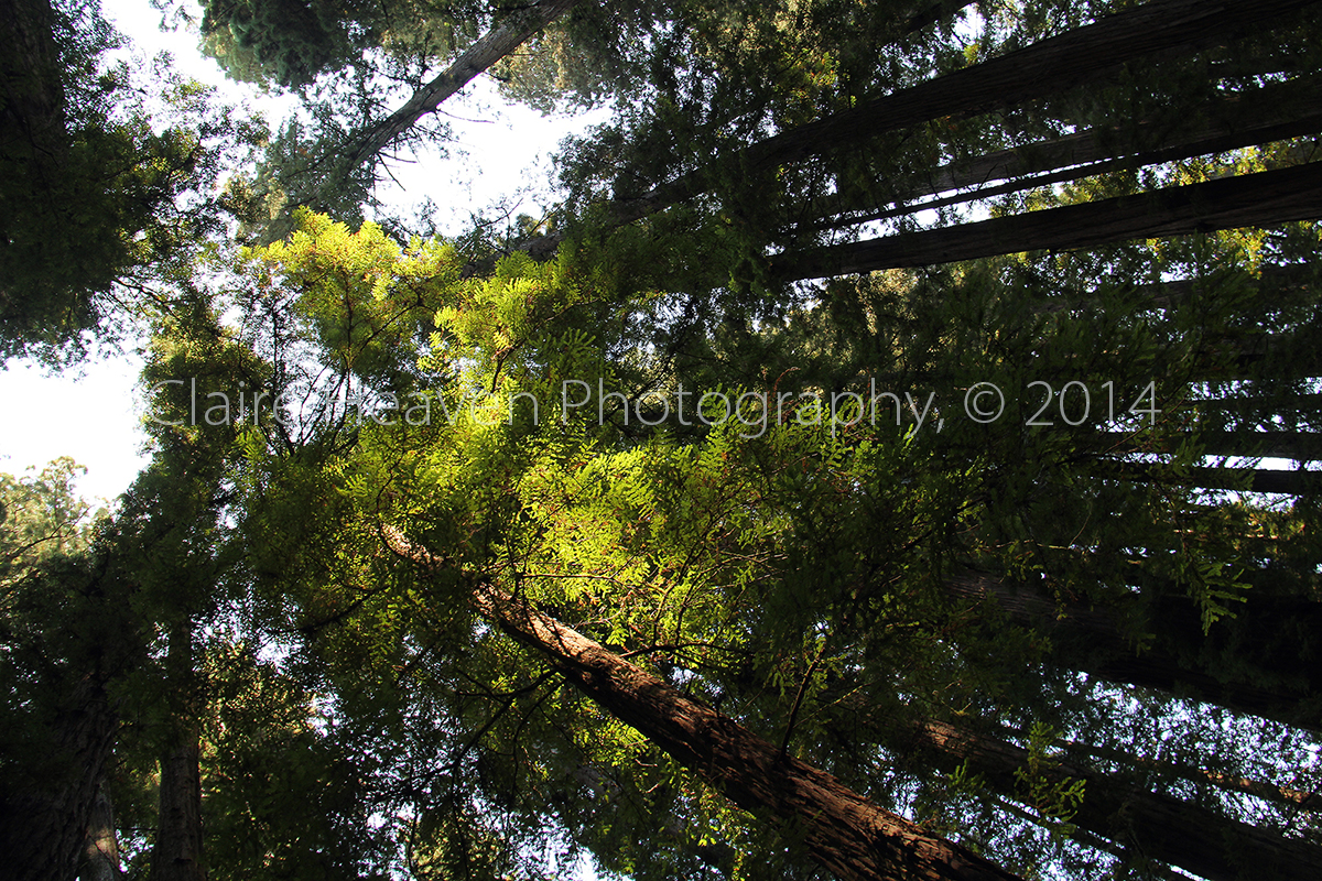 Redwoods