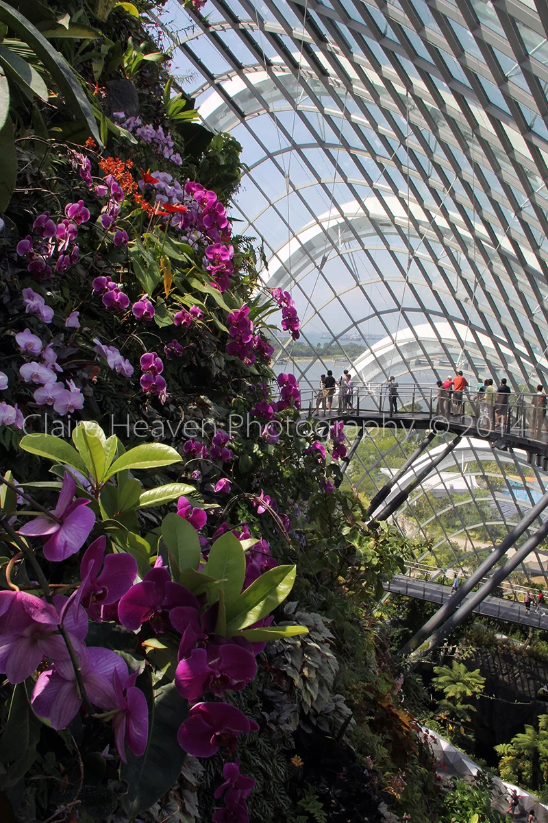 Orchids galore