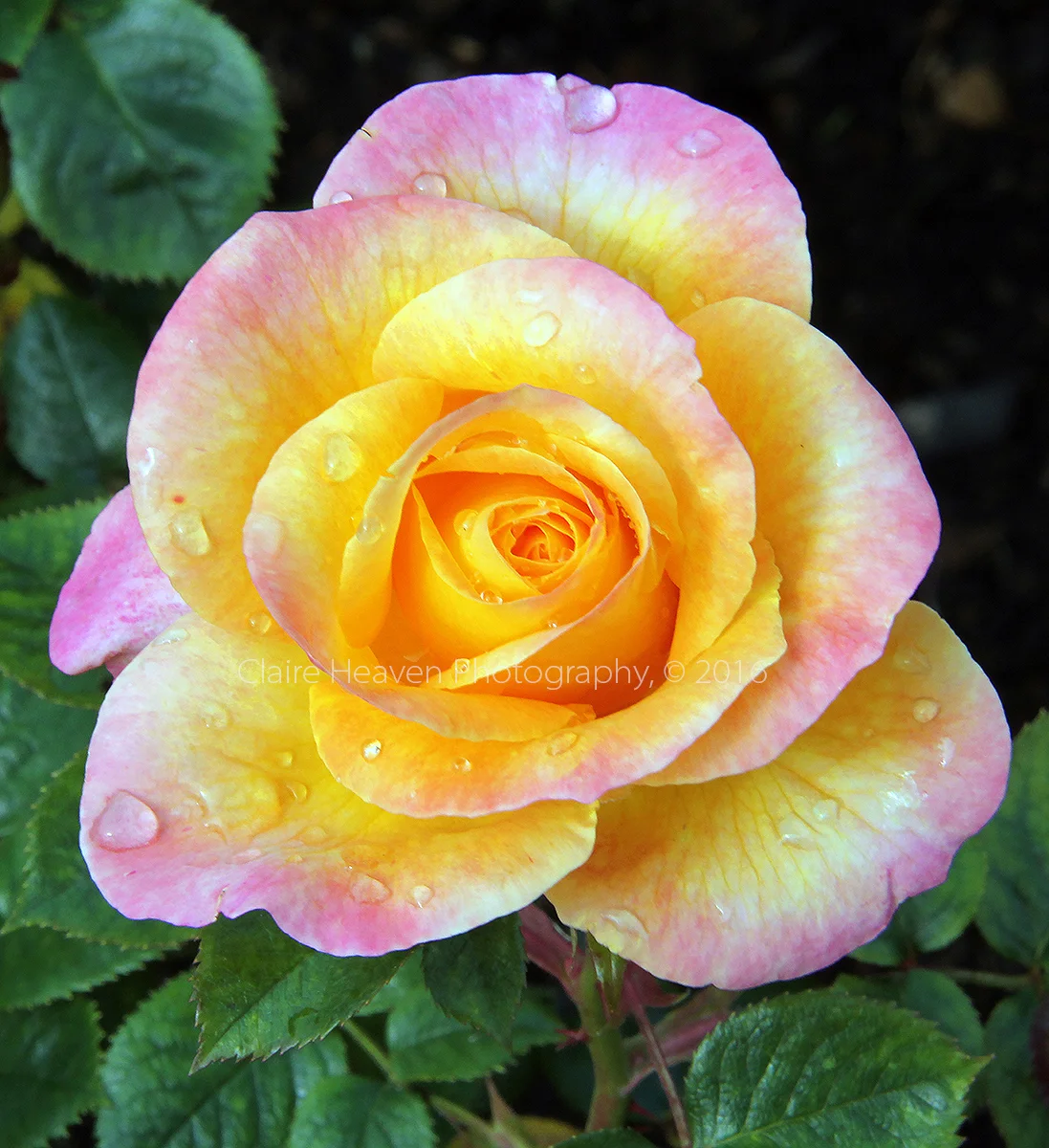 Regent's Park Roses series #1