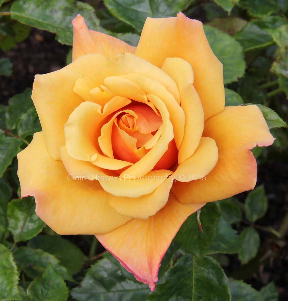 Regent's Park Roses series #3