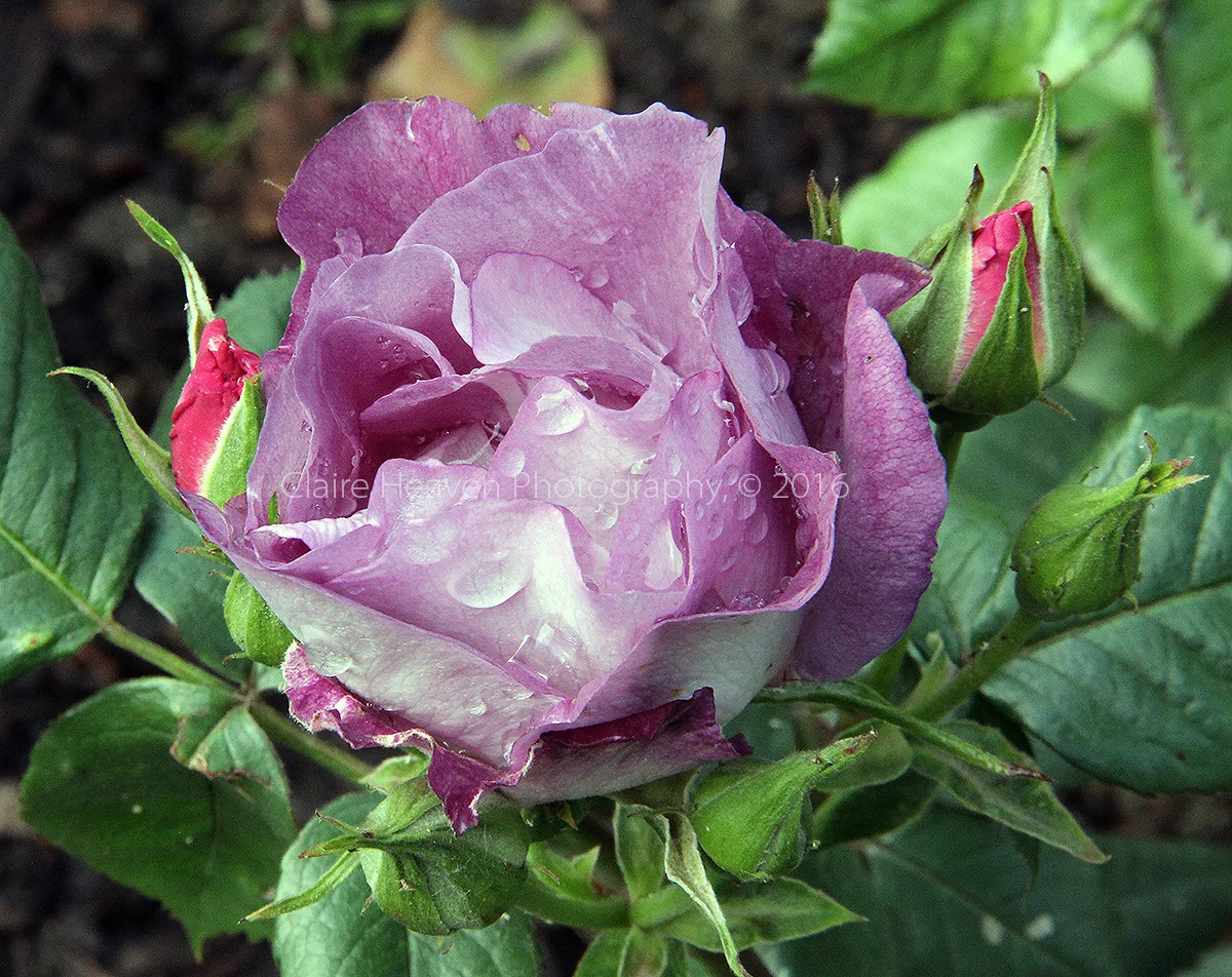 Regent's Park Roses series #4