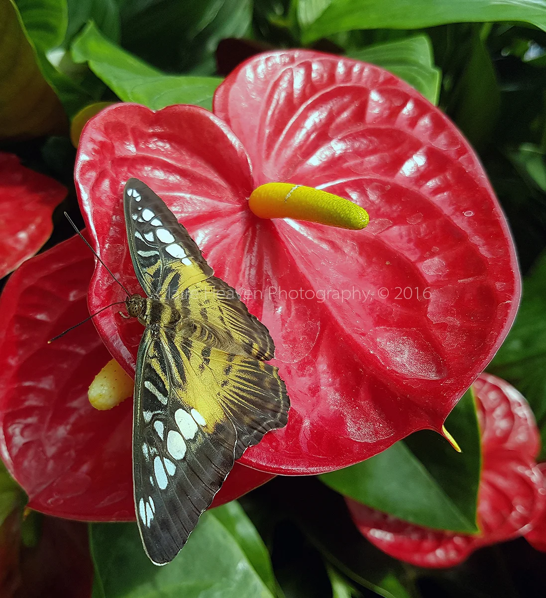 What's that on the flower?