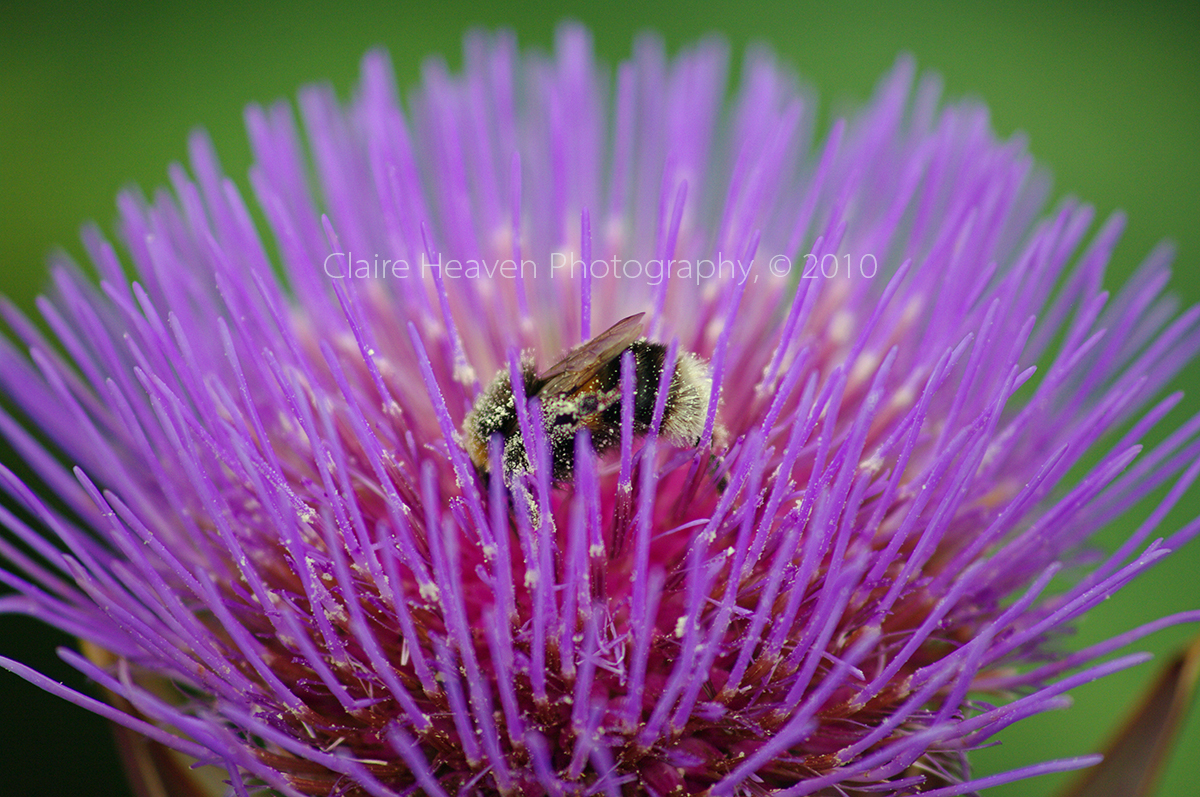 Busy bee