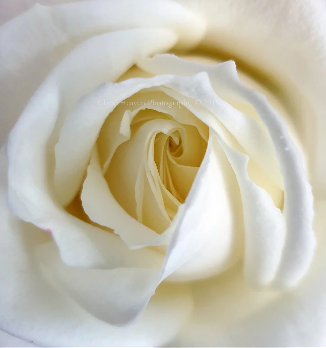 Pale beauty