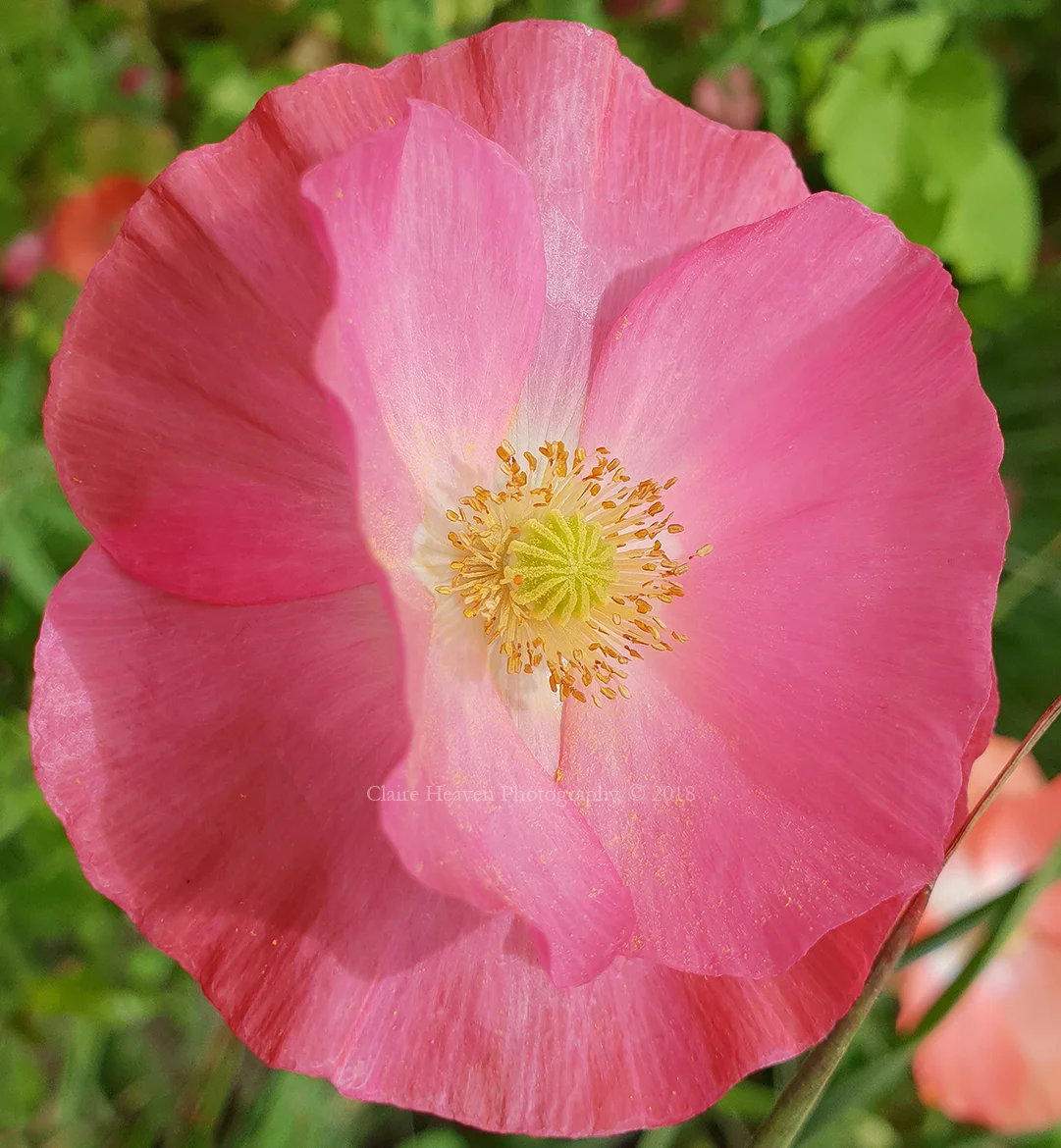 Pink gold
