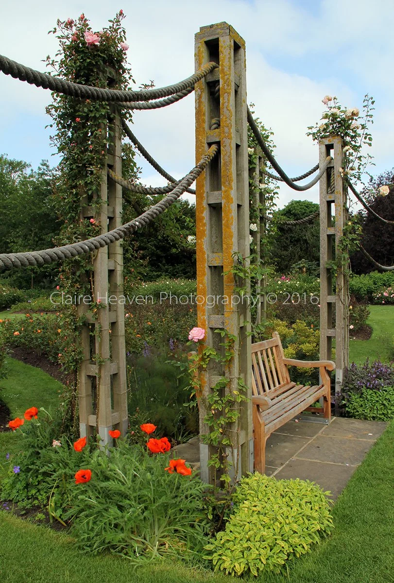 Regent's Park Rose series #8
