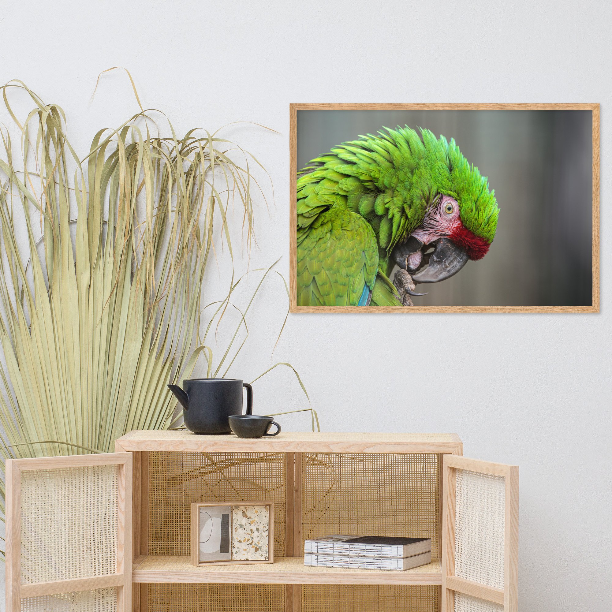Military Macaw