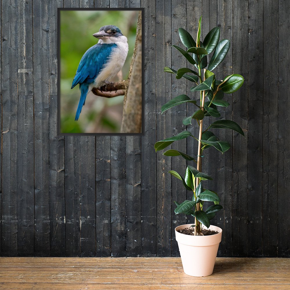 Collared Kingfisher