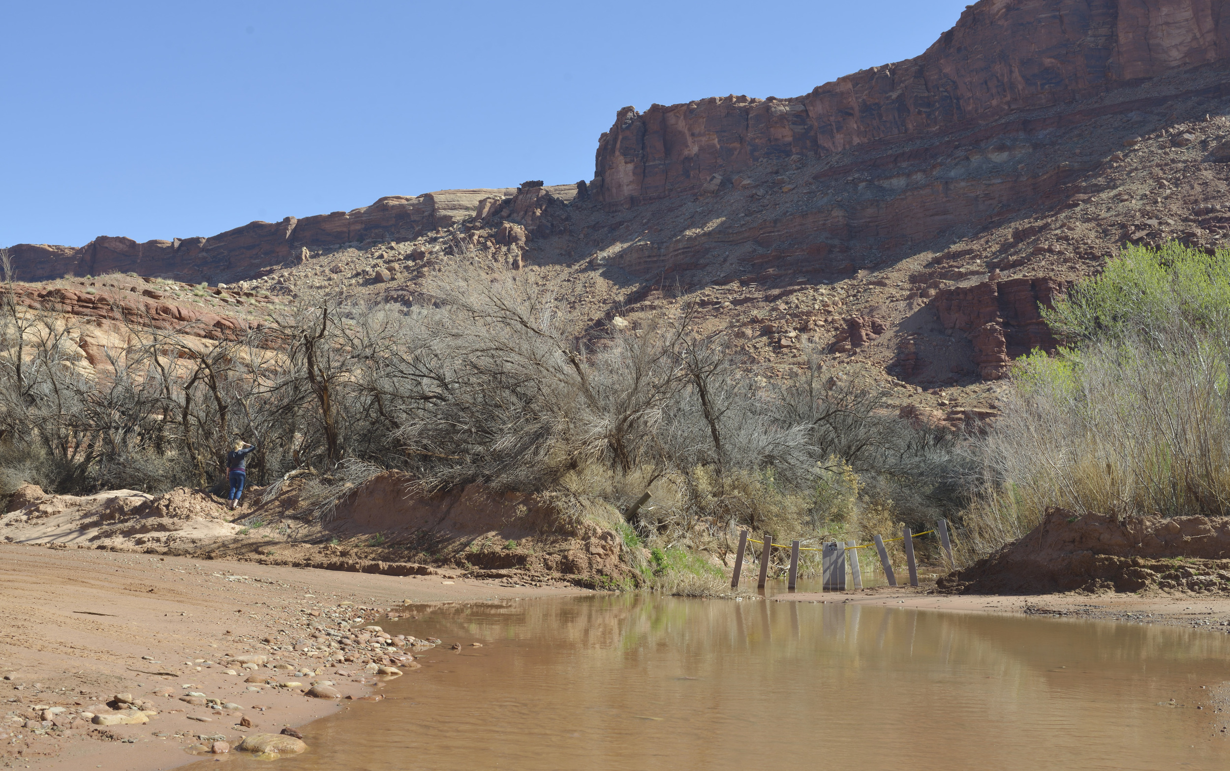 Gathering Tamarisk, image credit Will Dunn