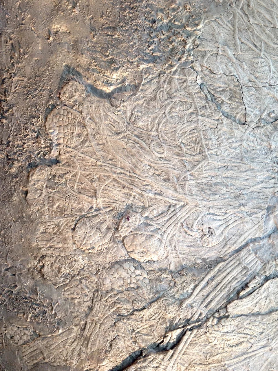 87 million year old sea lilies