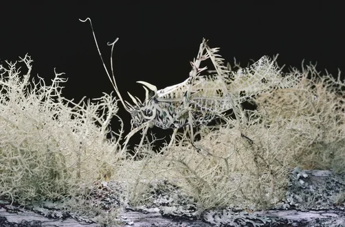 This is just about the coolest thing I’ve ever seen.