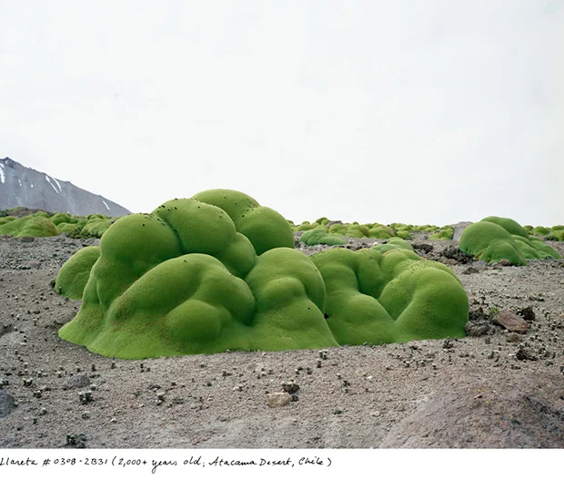 featureshoot:
PHOTOGRAPHER JOURNEYS AROUND THE GLOBE IN SEARCH OF THE OLDEST LIVING ORGANISMS http://bit.ly/1DE243u
Photo: Rachel Sussman