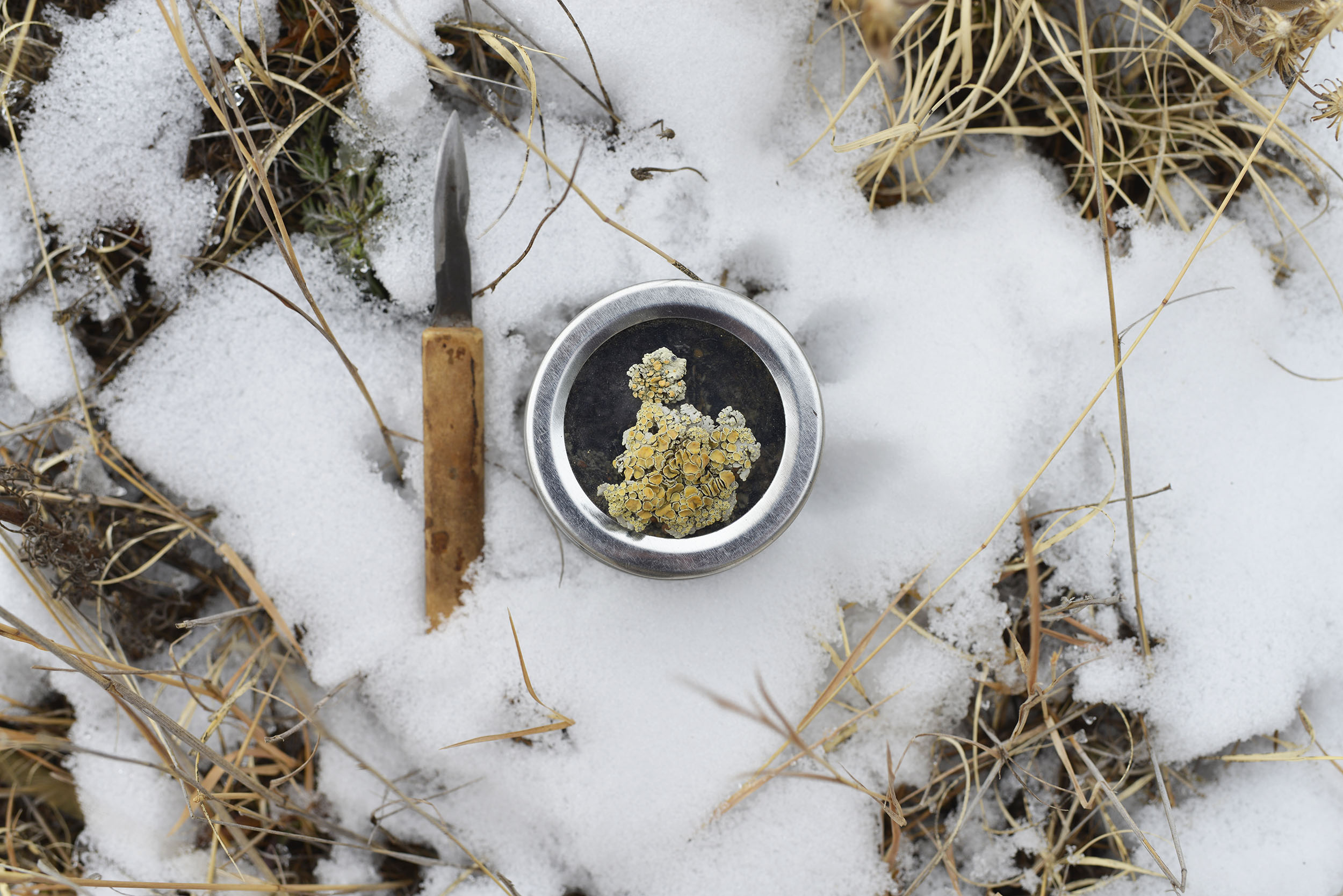 Lichen Gathering, image credit Kelsi Dunn