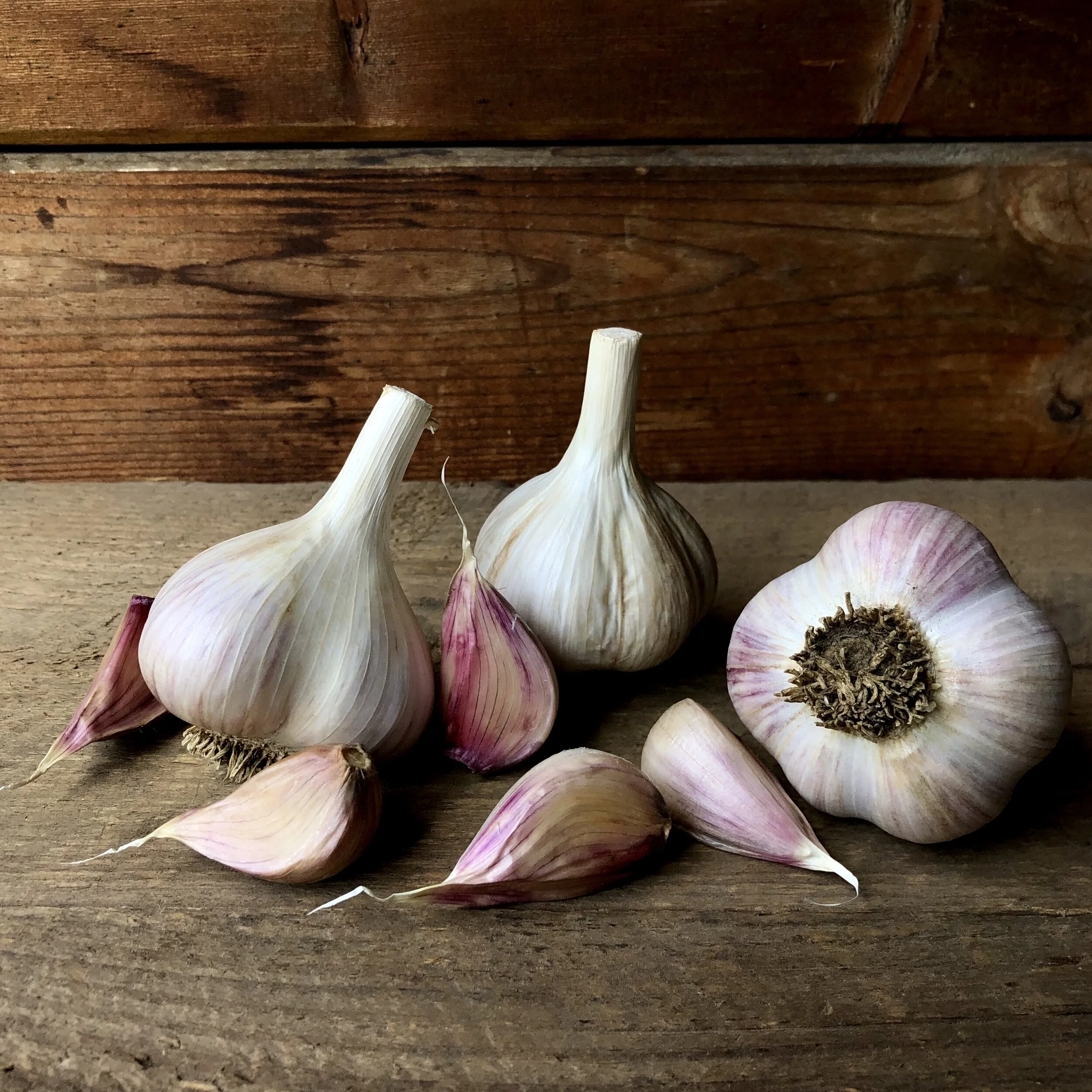 Overmeade Gardens - Garlic - Georgian Crystal