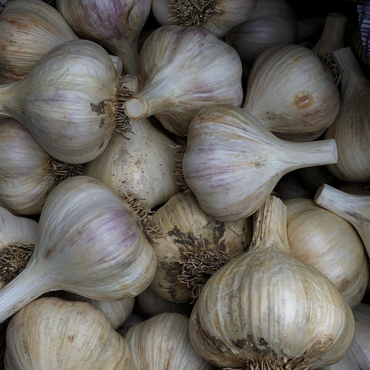 Hey folks. Going to be putting our garlic up for sale on the website in the next couple of days. Will give a shout when it&rsquo;s live. Thanks for looking!! #garlic #seed #garden #grw