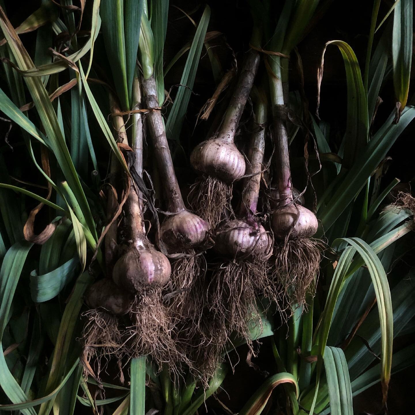 Garlic harvest has begun between thunderstorms and hurricanes 🌀 #garlic. Spanish Roja and Georgian crystal.