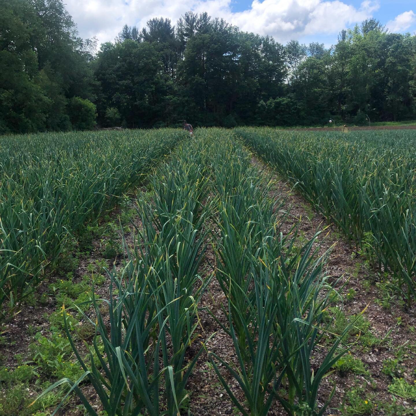 Getting all the garlic scapes popped off. Anyone interested in purchasing seed or table stock from us this year keep an eye on this page and our website. We will start taking orders in mid July.  #garlic #garlicfarmers #garlicfarming