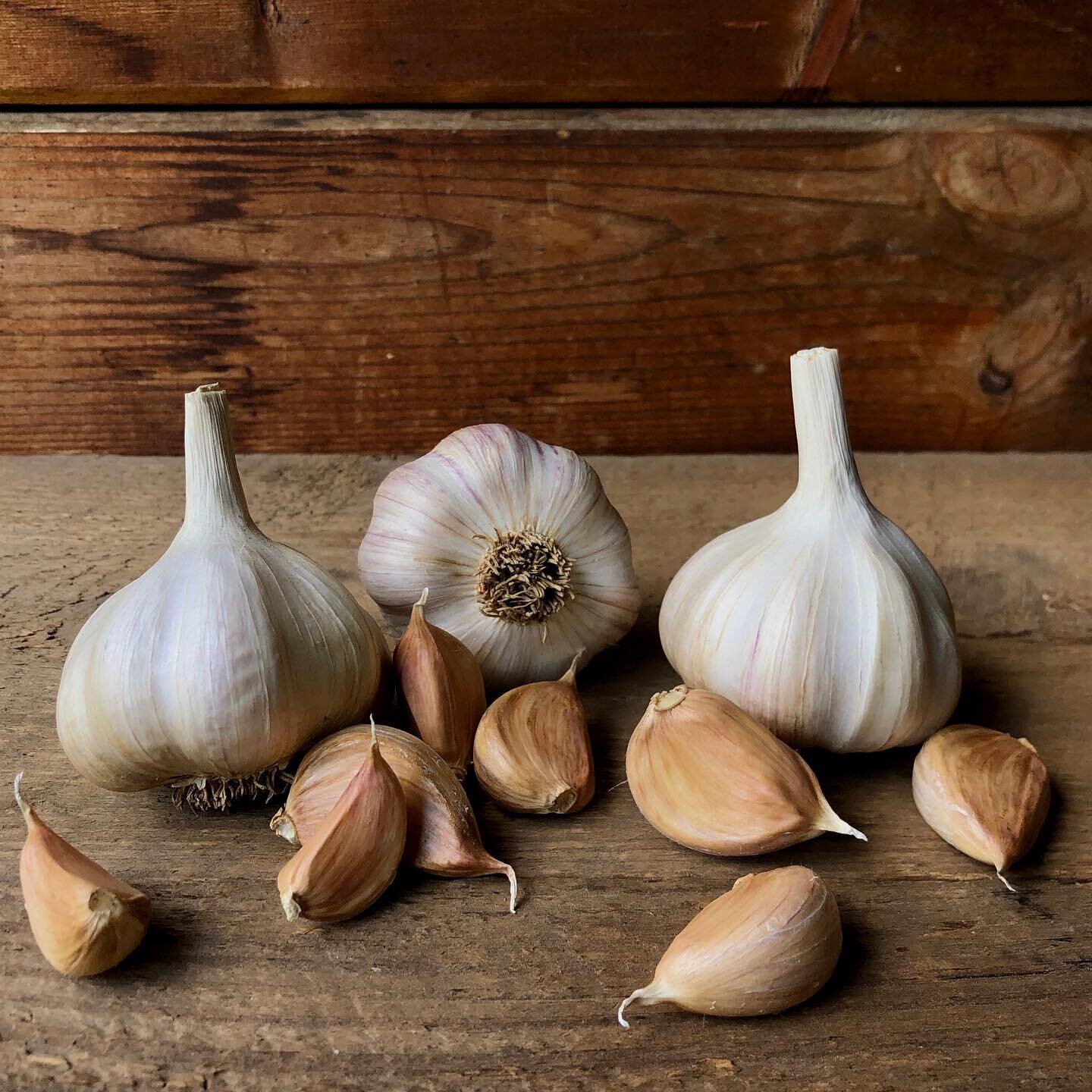 Our garlic is up for sale on our website now for all those looking to either eat or plant some delicious farm grown garlic 😉#garlic #garlicfarming #homegrown #delicious #cook #eat #plant #garden #gardening #farming