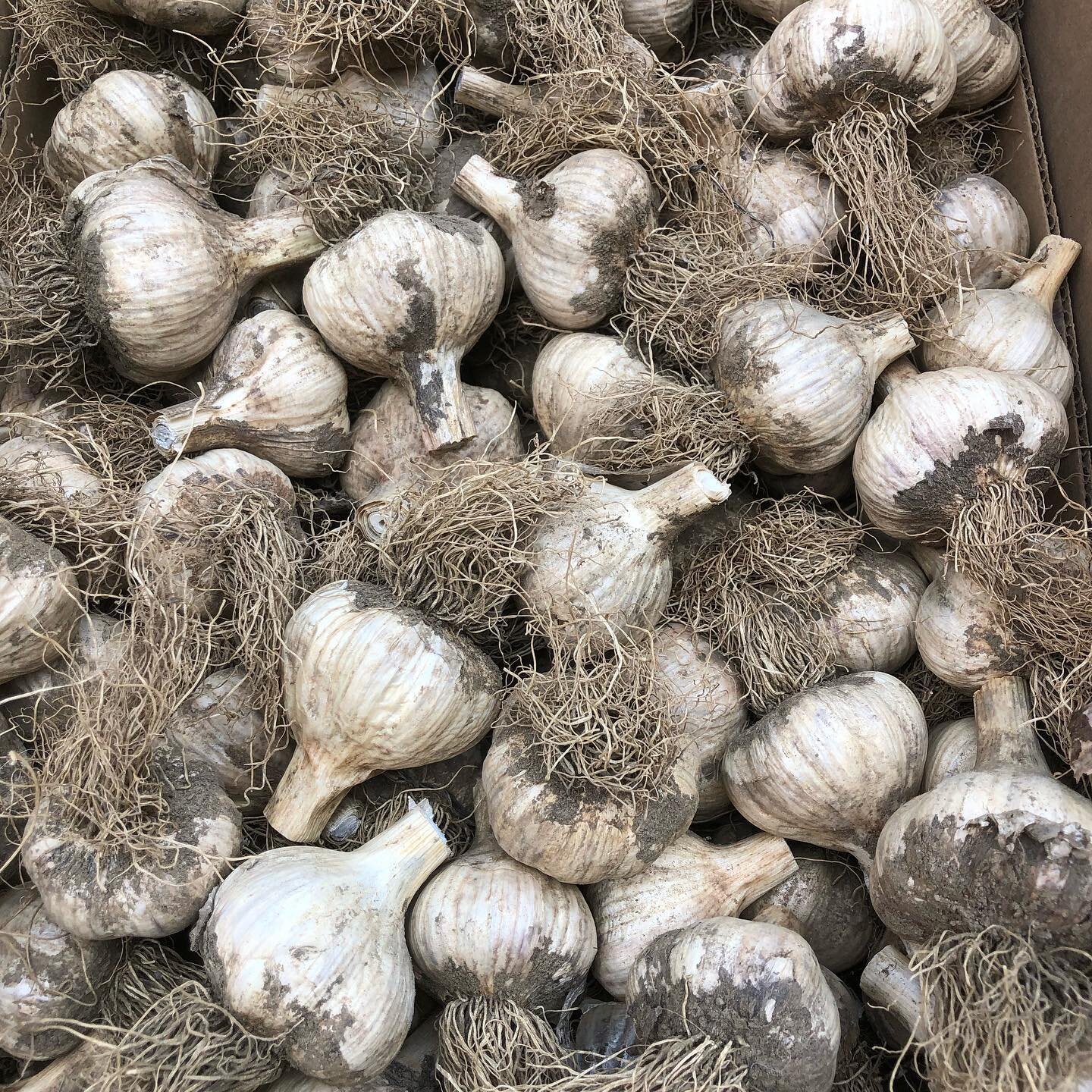 Still not to late to get a garlic order in. #garlic #grow #seed #garlic #garlicfarming