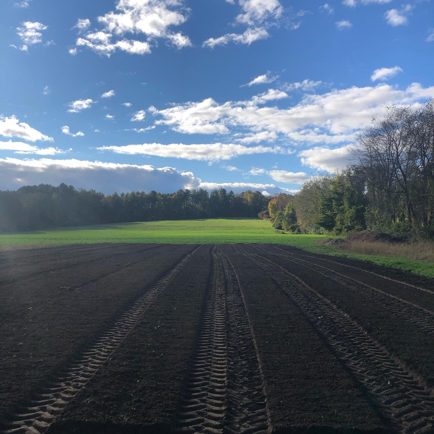 Out prepping ground for garlic planting this lovely fall afternoon. Though the weather feels a bit more like the fourth and we&rsquo;ve yet to have a hard frost 🤔. #garlic #garlicplanting #garlicfarming #seed