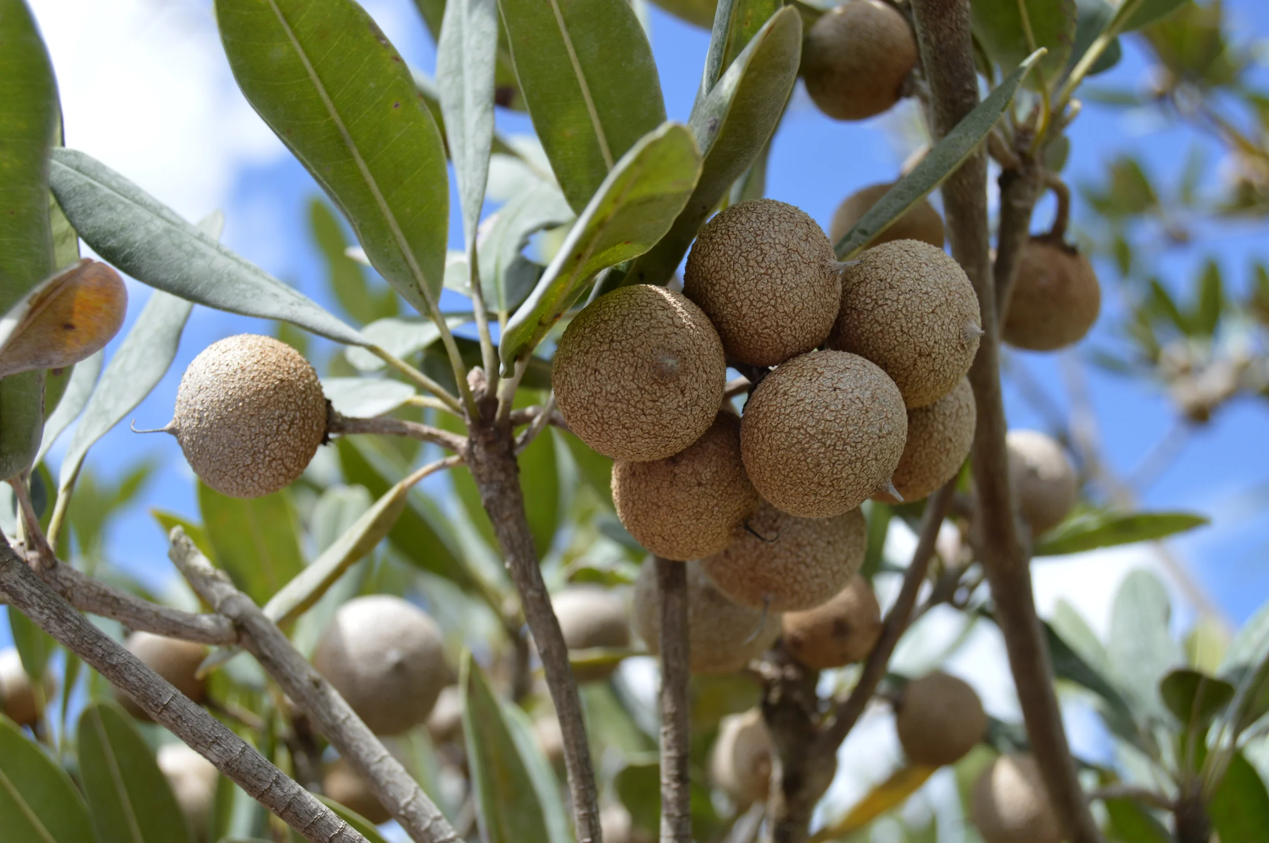  Manilkara jaimiqui / Wild Dilly 