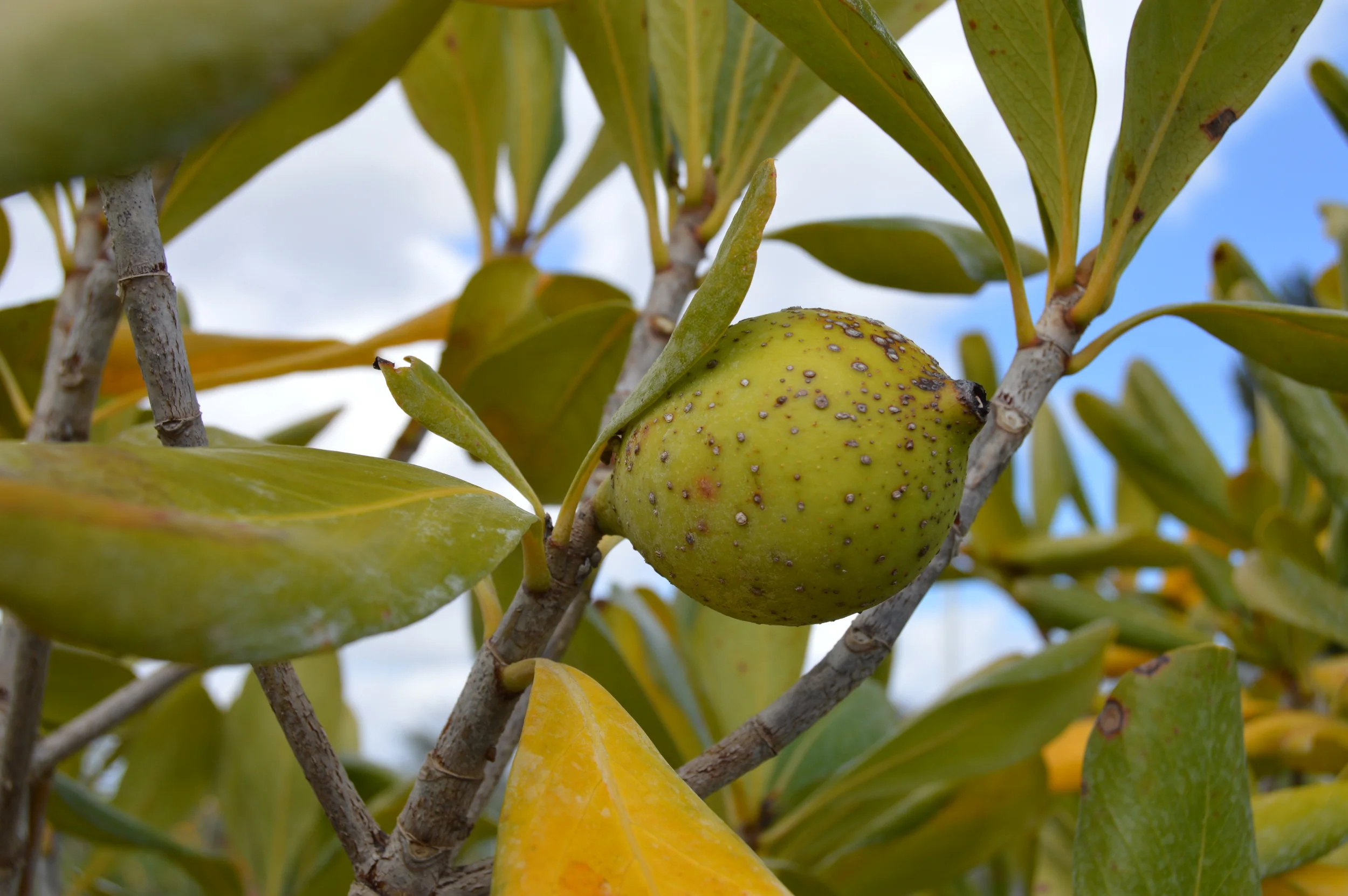  Genipa cluslifolia / Seven Year Apple 