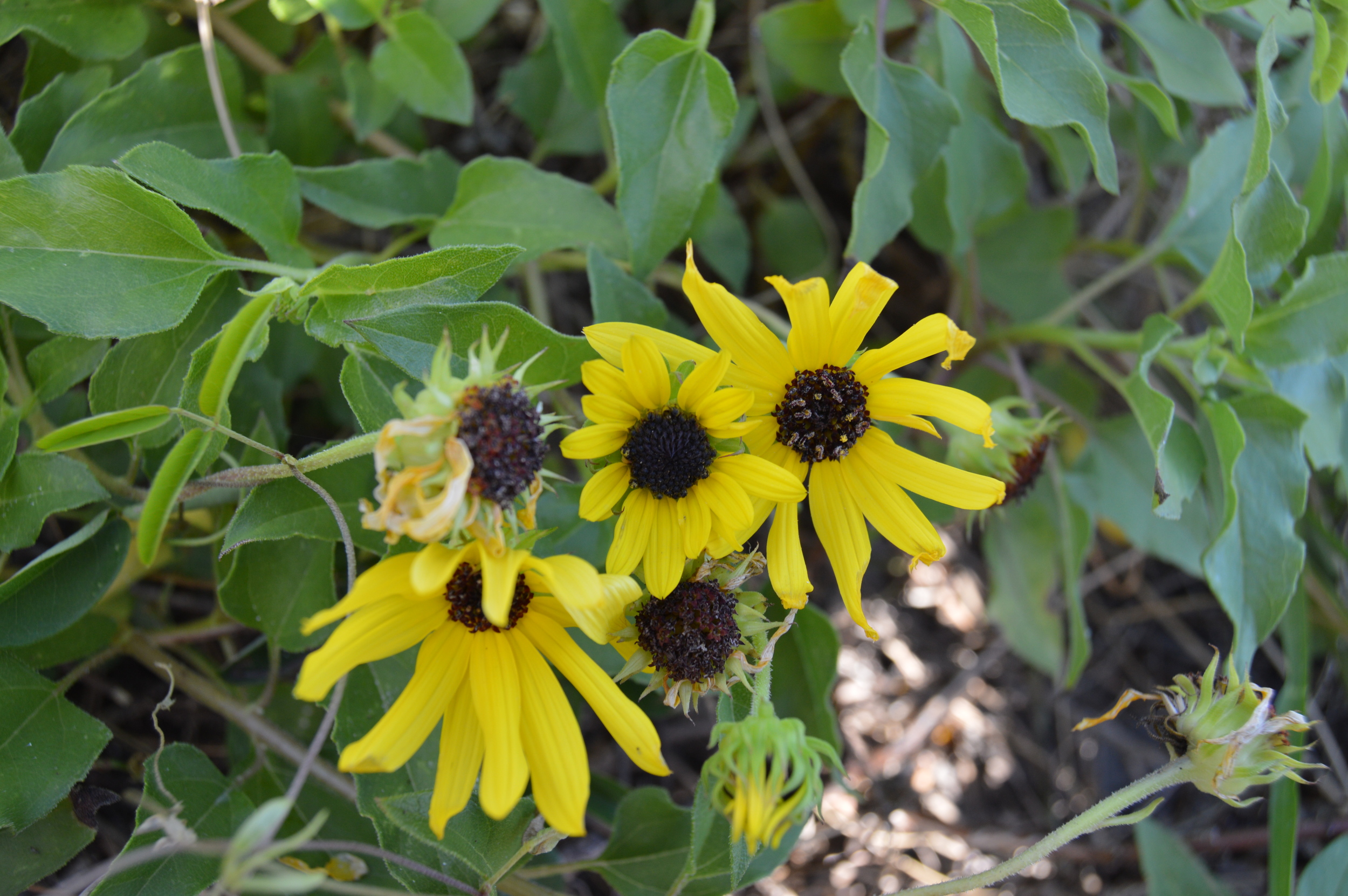 Helianthus debilis / Dune Sunflower