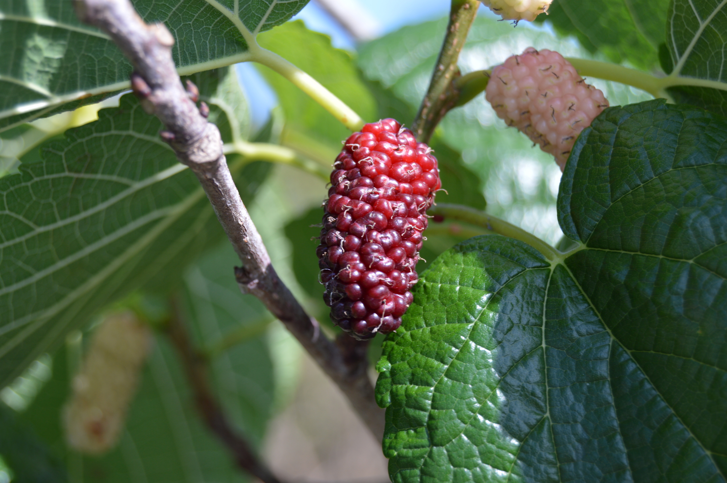 Morus rubra / Mulberry