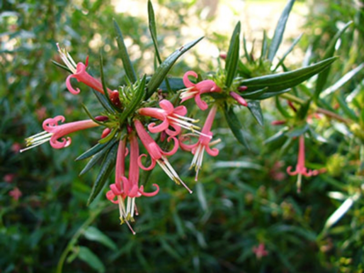 Ernodea littoralis / Golden Creeper, Beach Creeper "Keys Pink"