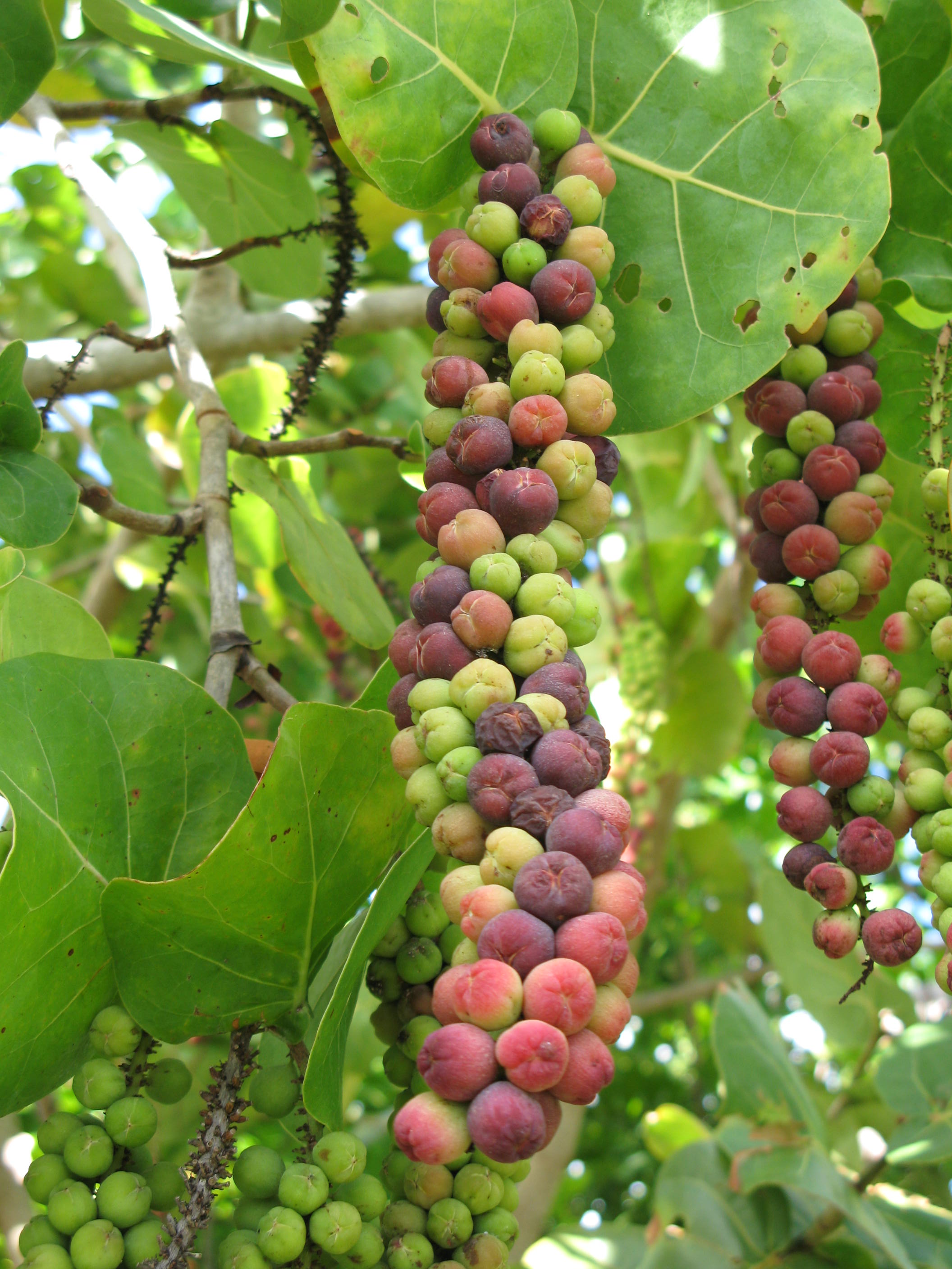 Coccoloba uvifera / Sea Grape