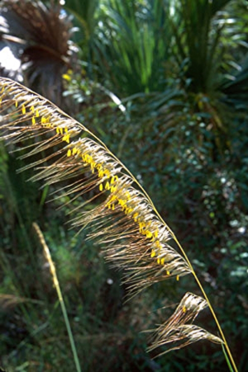 Soghastrum secundum / Lopsided Indian Grass