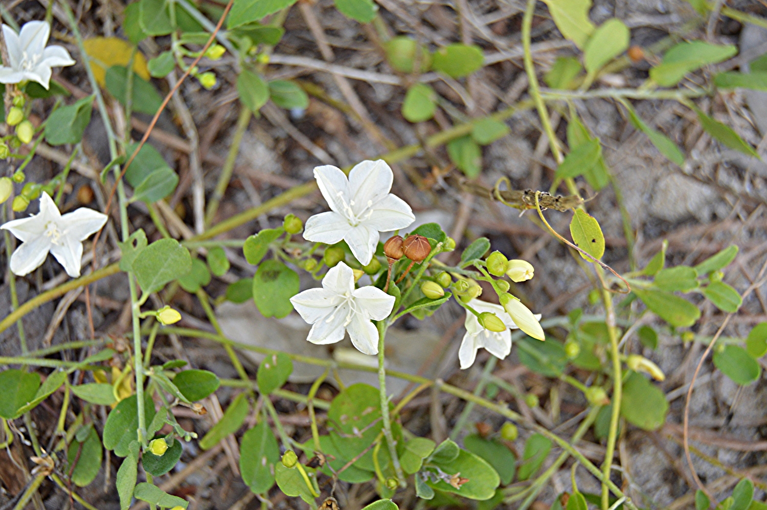 Jacquemontia reclinata / Beach Clustervine