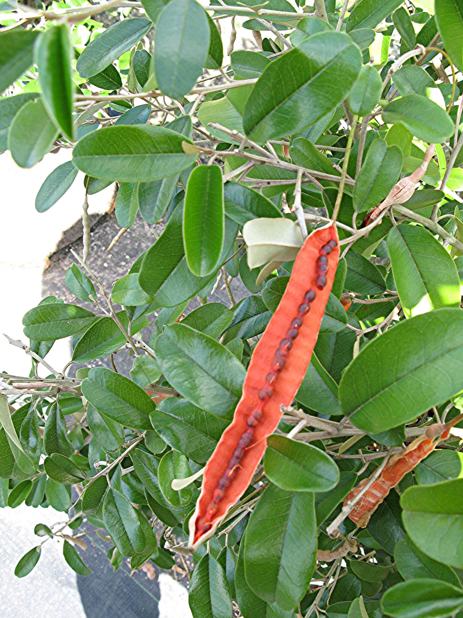 Capparis cynophallophora / Jamaica Caper
