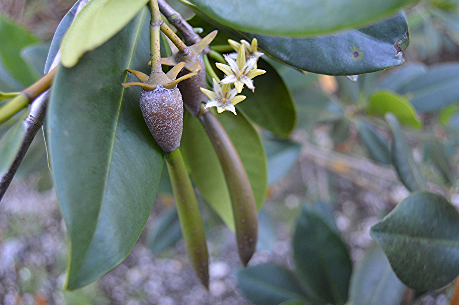 Rhizophora mangle / Red Mangrove