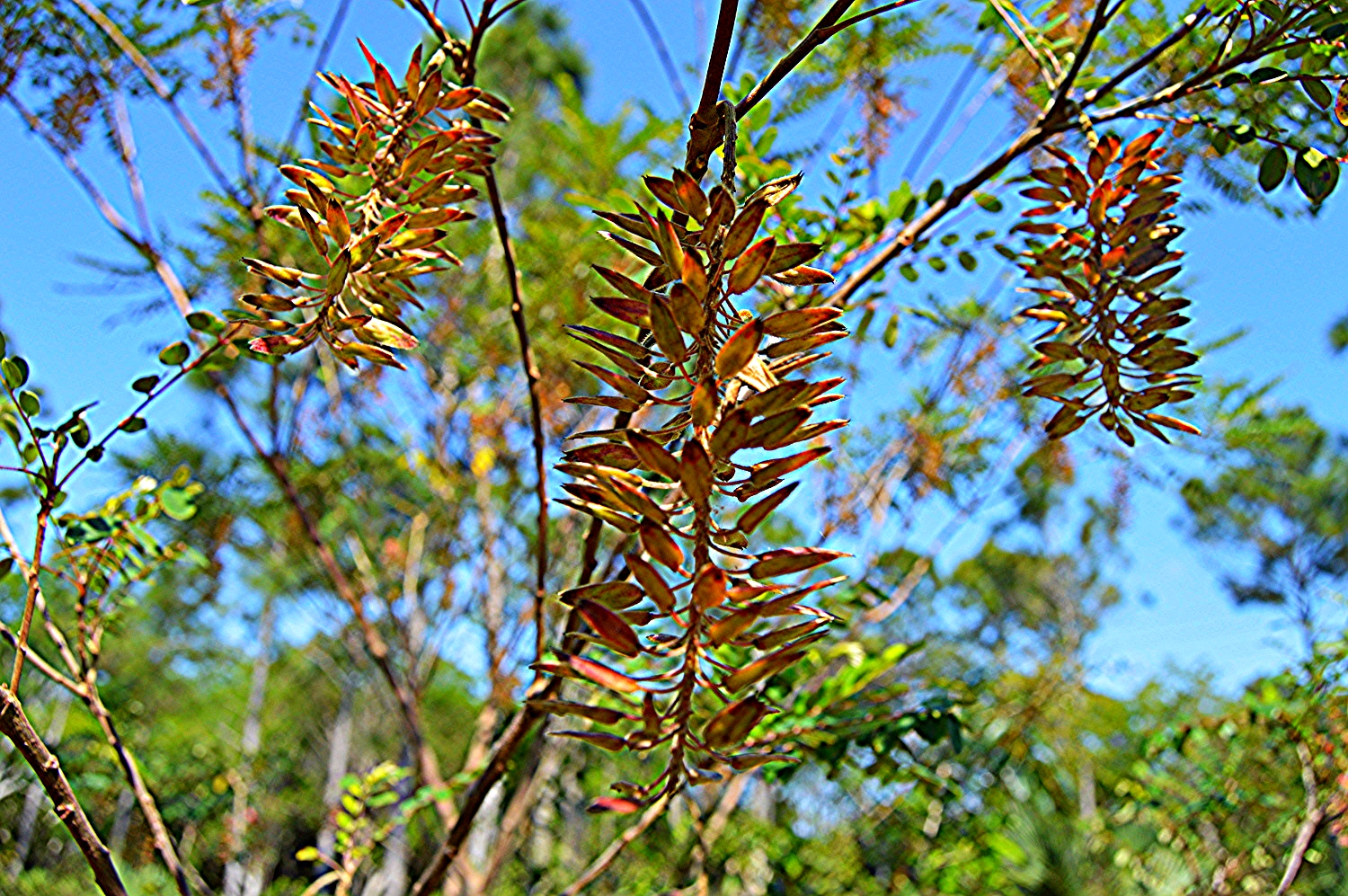 Alvaradoa amorphoides / Mexican Alvaradoa