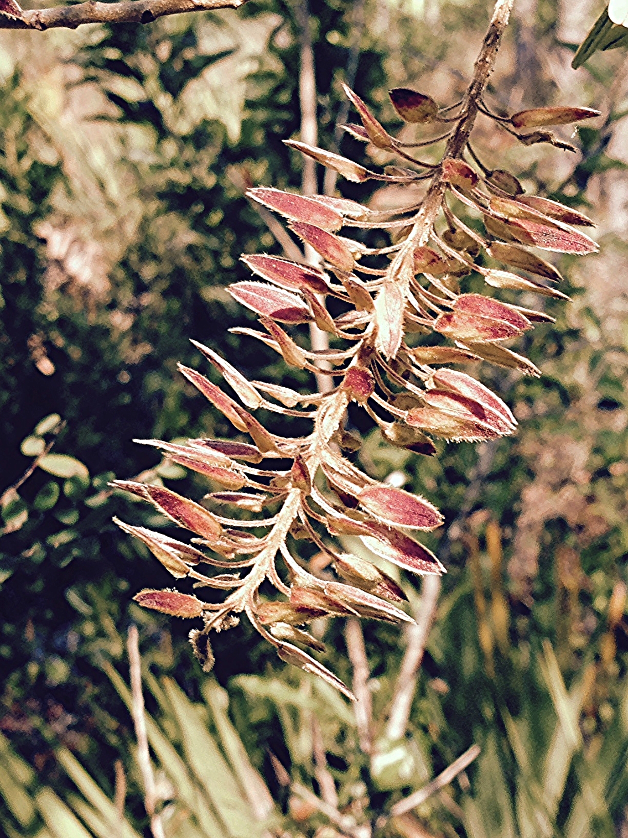 Alvaradoa amorphoides / Mexican alvaradoa