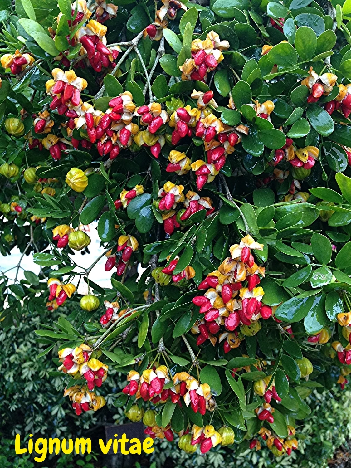  Guaiacum sanctum / Lignum Vitae 