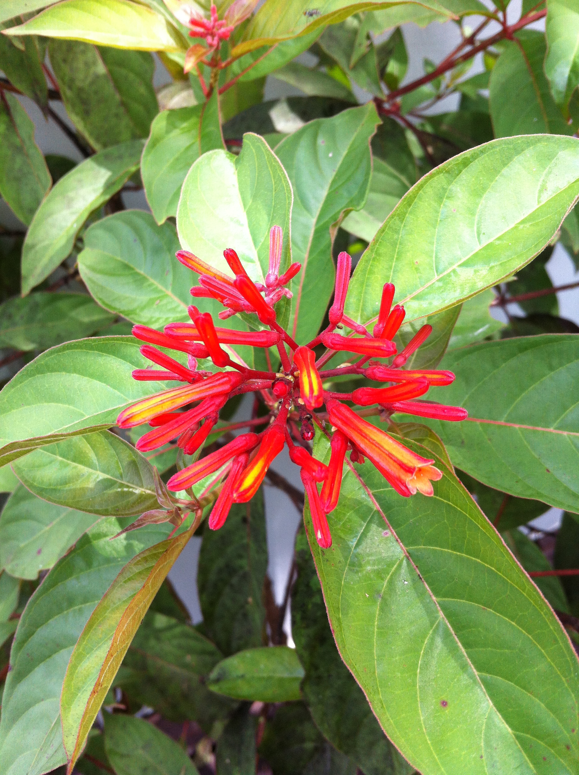 Hamelia patens / Firebush