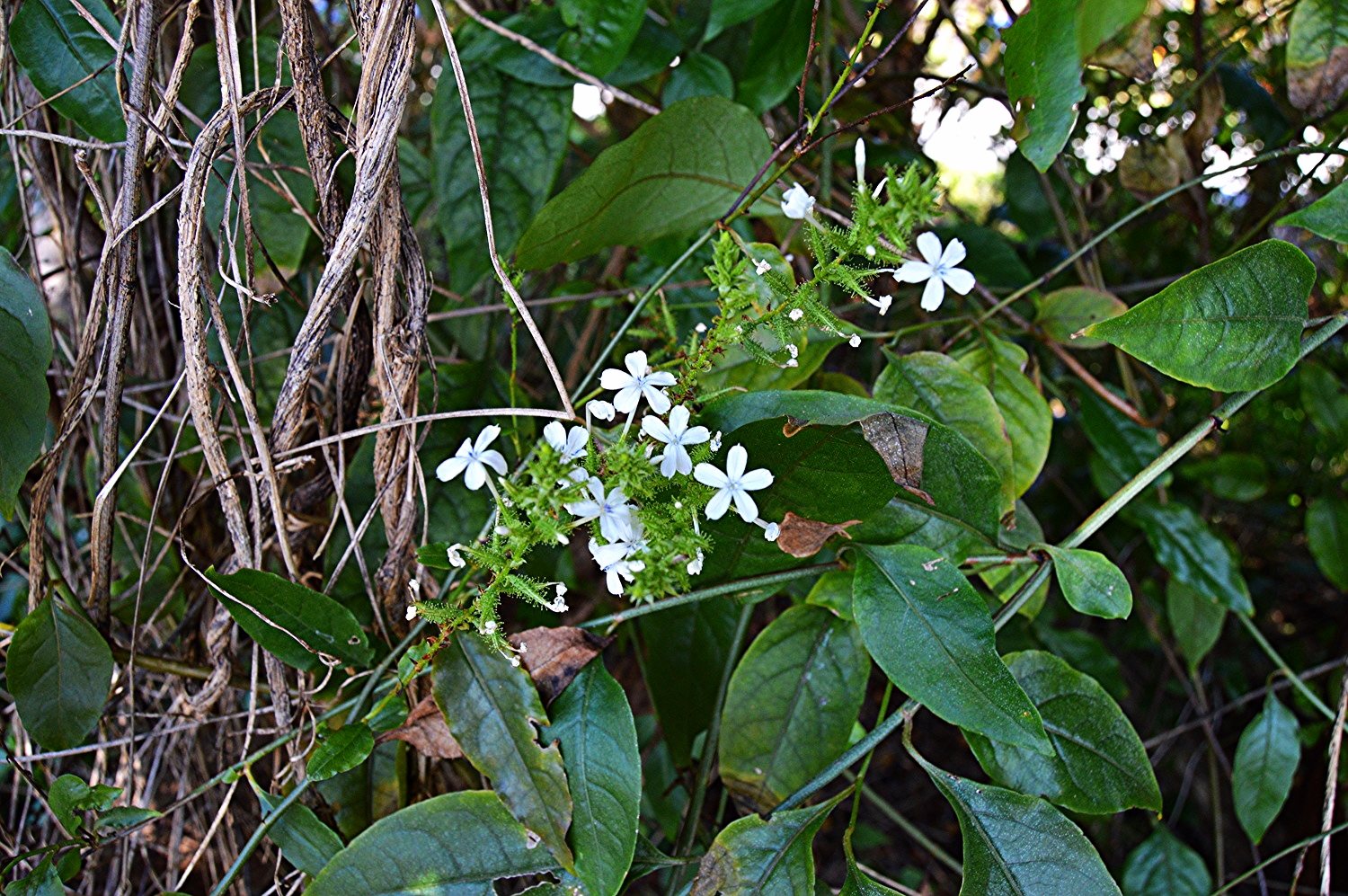 Plumbago scandens / Plumbago