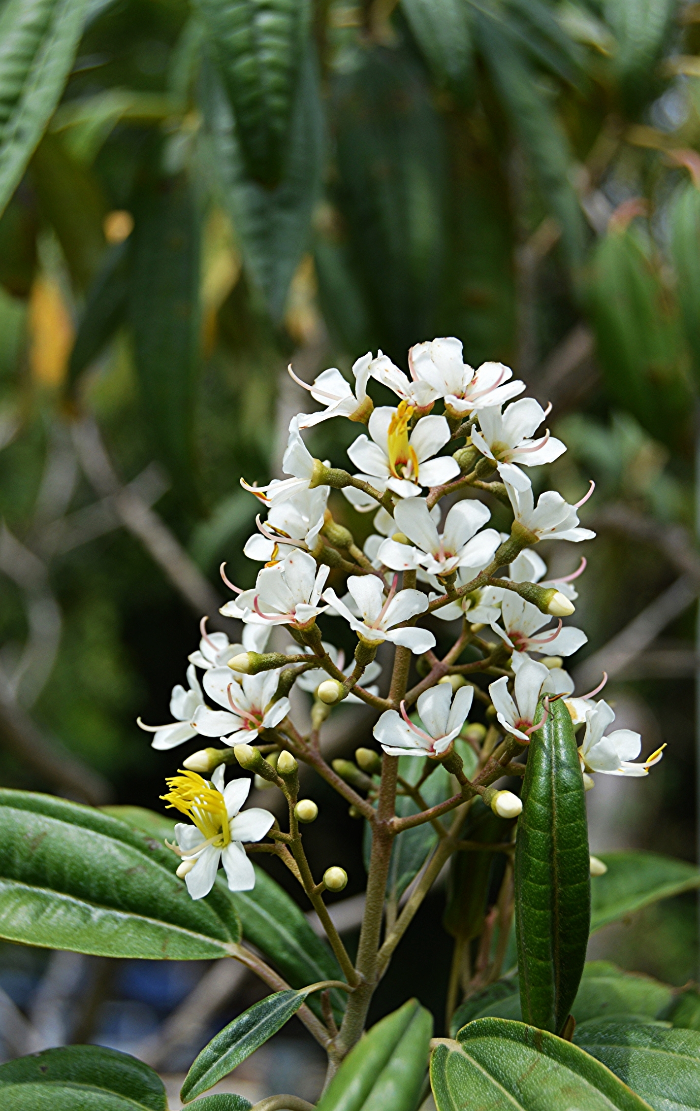 Tetrazygia bicolor / West Indian Lilac