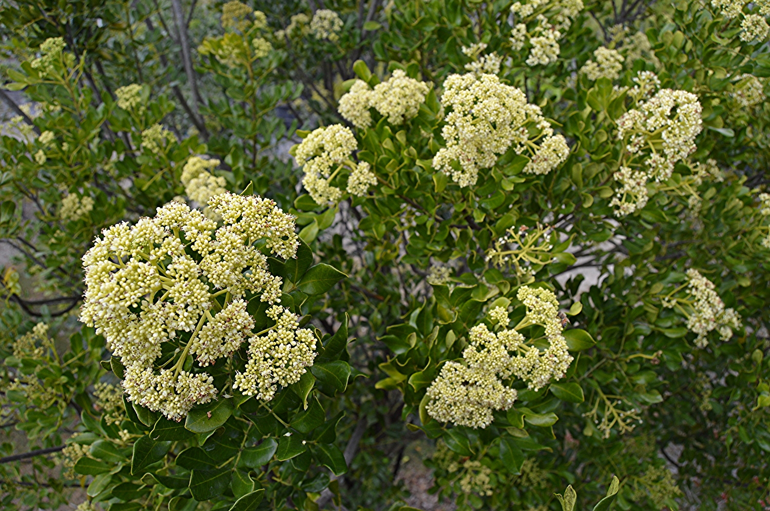 Zanthoxylum coriaceum / Biscayne Prickly Ash