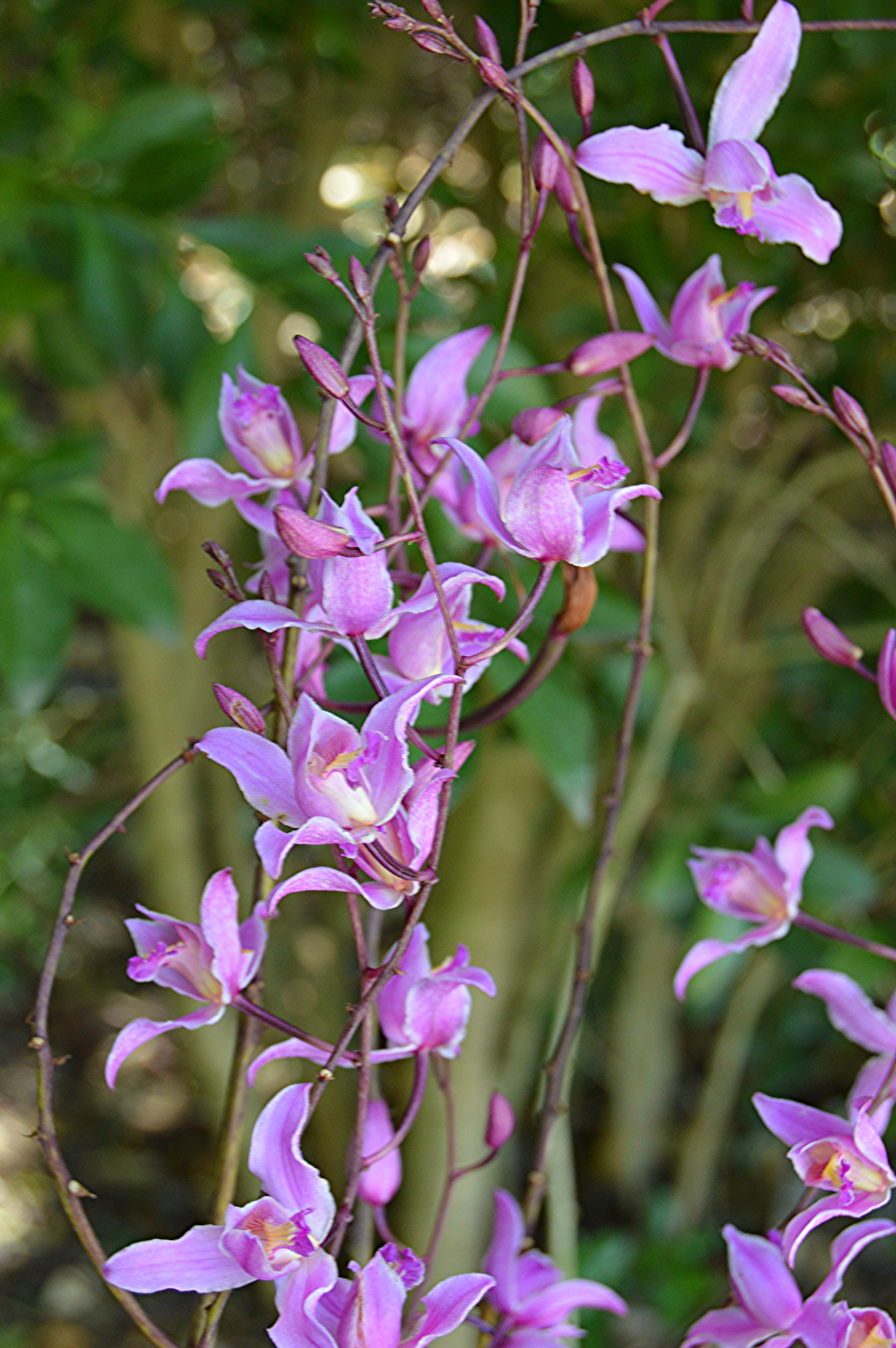 Bletia purpurea / Pine Pink