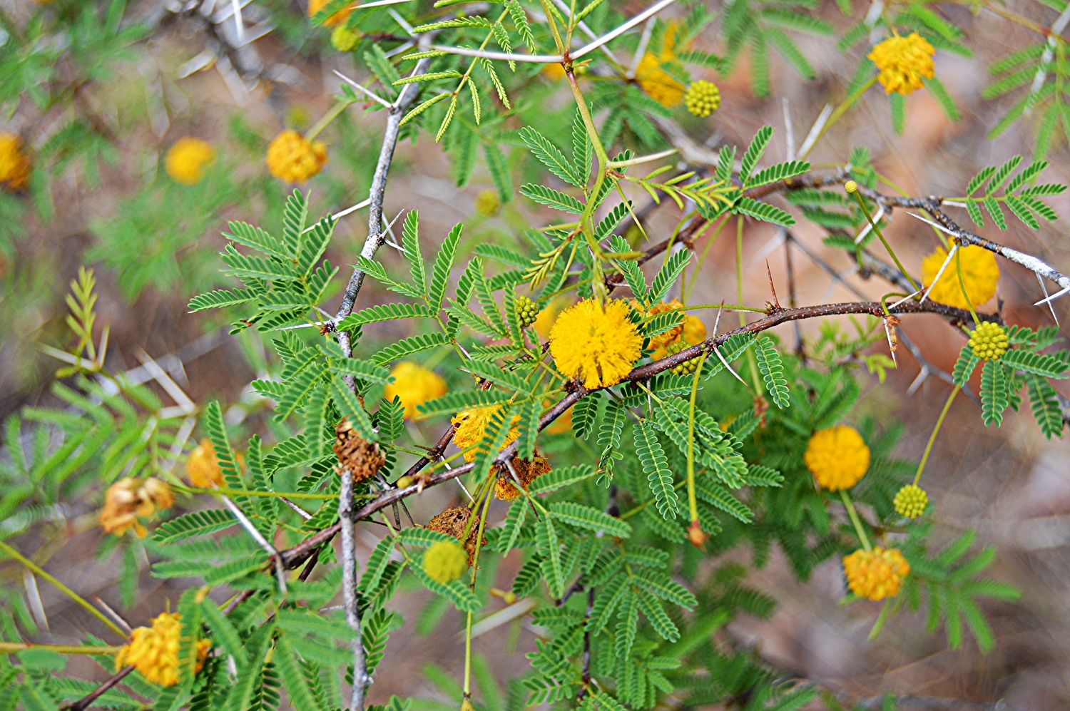 Acacia pinetorum / Pineland Acacia