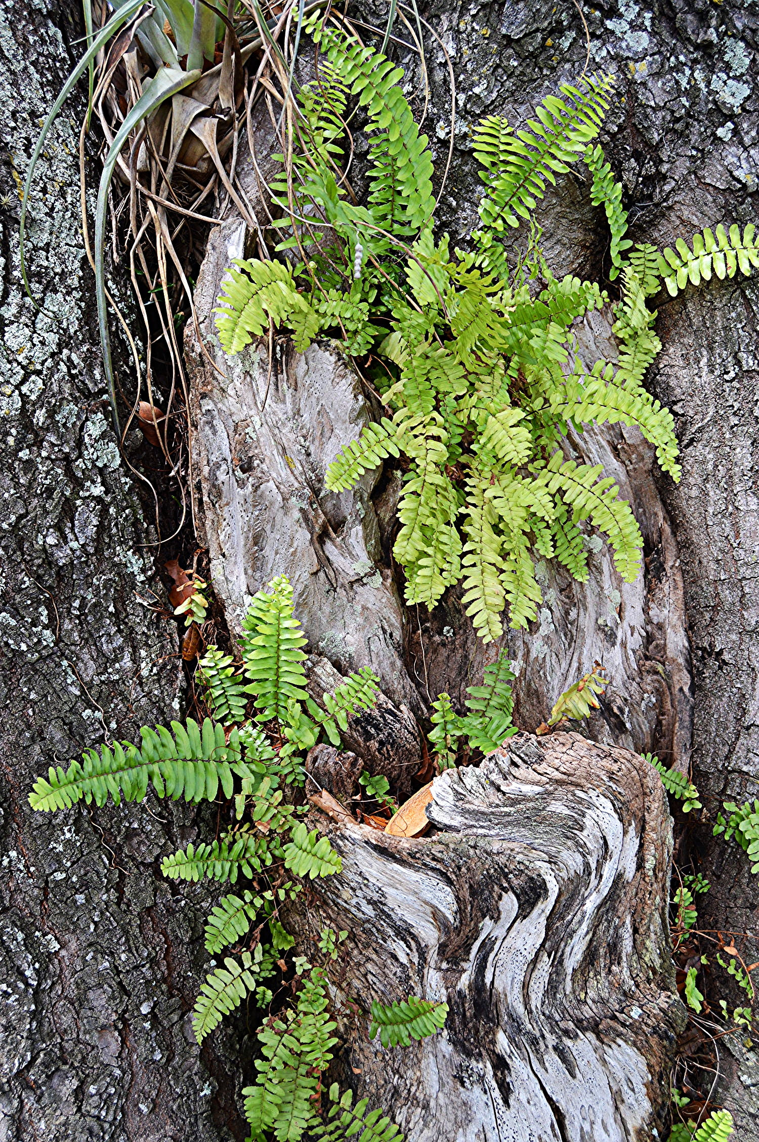 Nephrolepis exaltata / Boston Fern