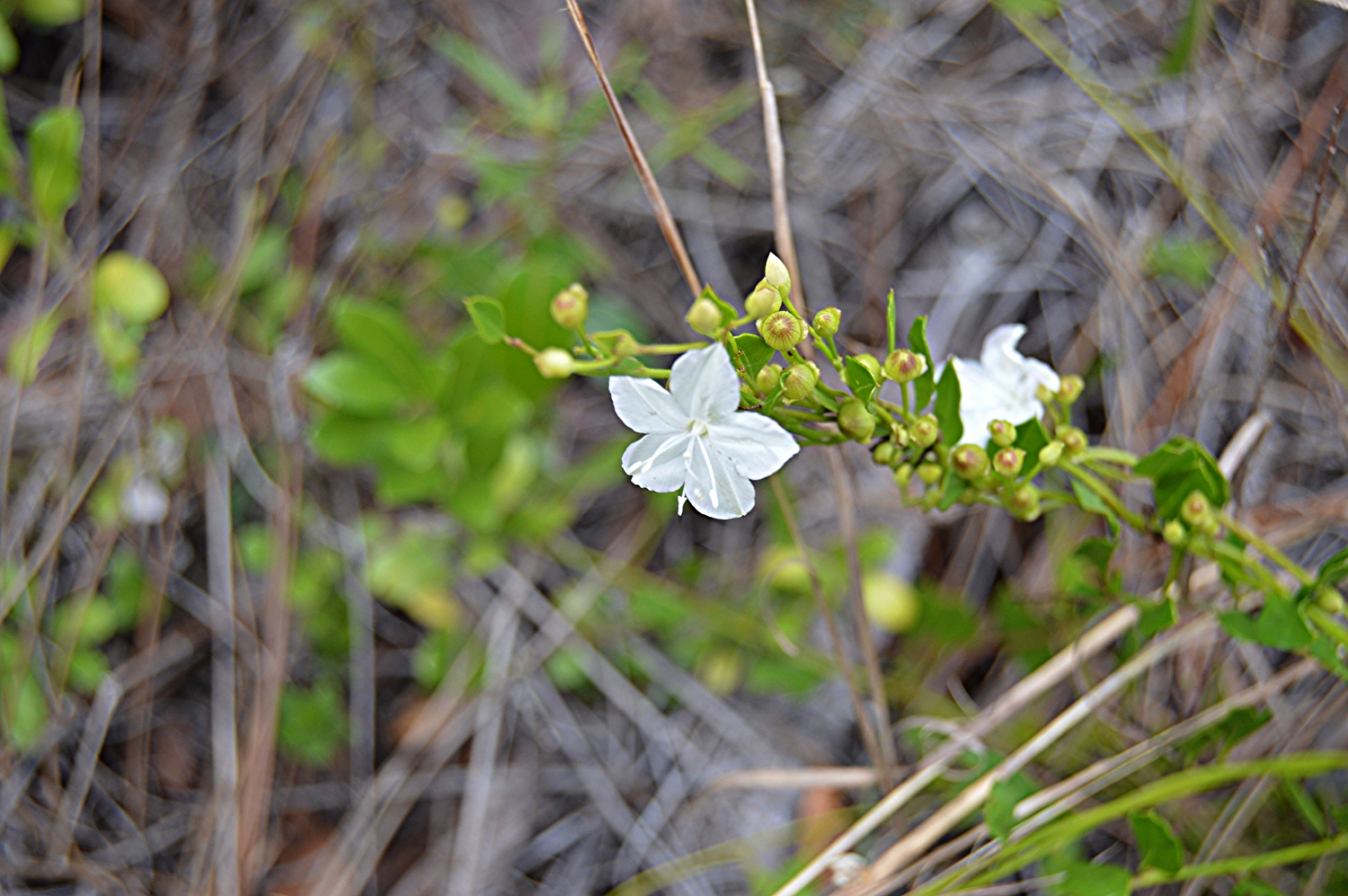 Jacquemontia curtisii / Pineland Clustervine