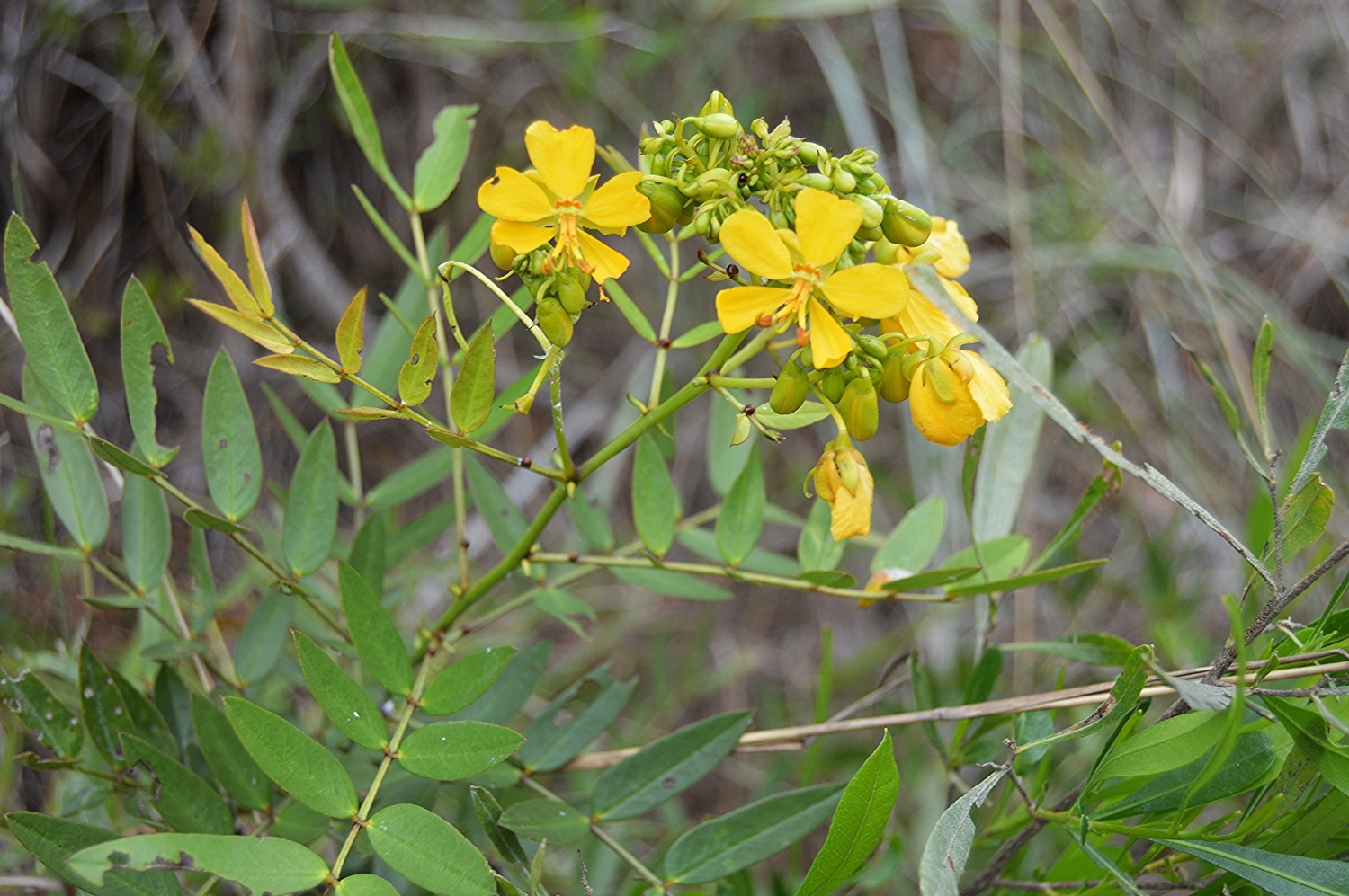 Senna mexicana / Bahama mexicana
