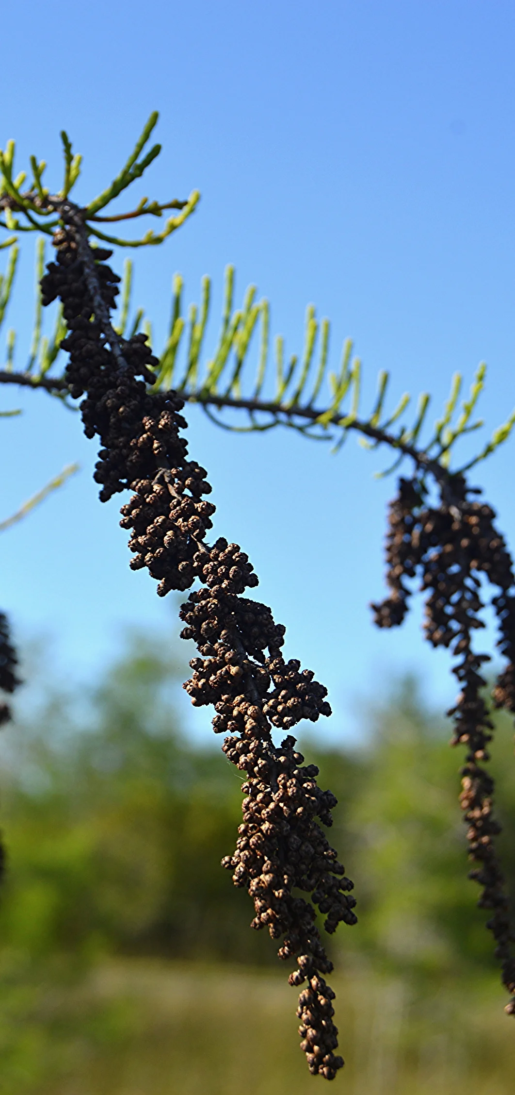  Taxodium ascendens / Dwarf Cypress 