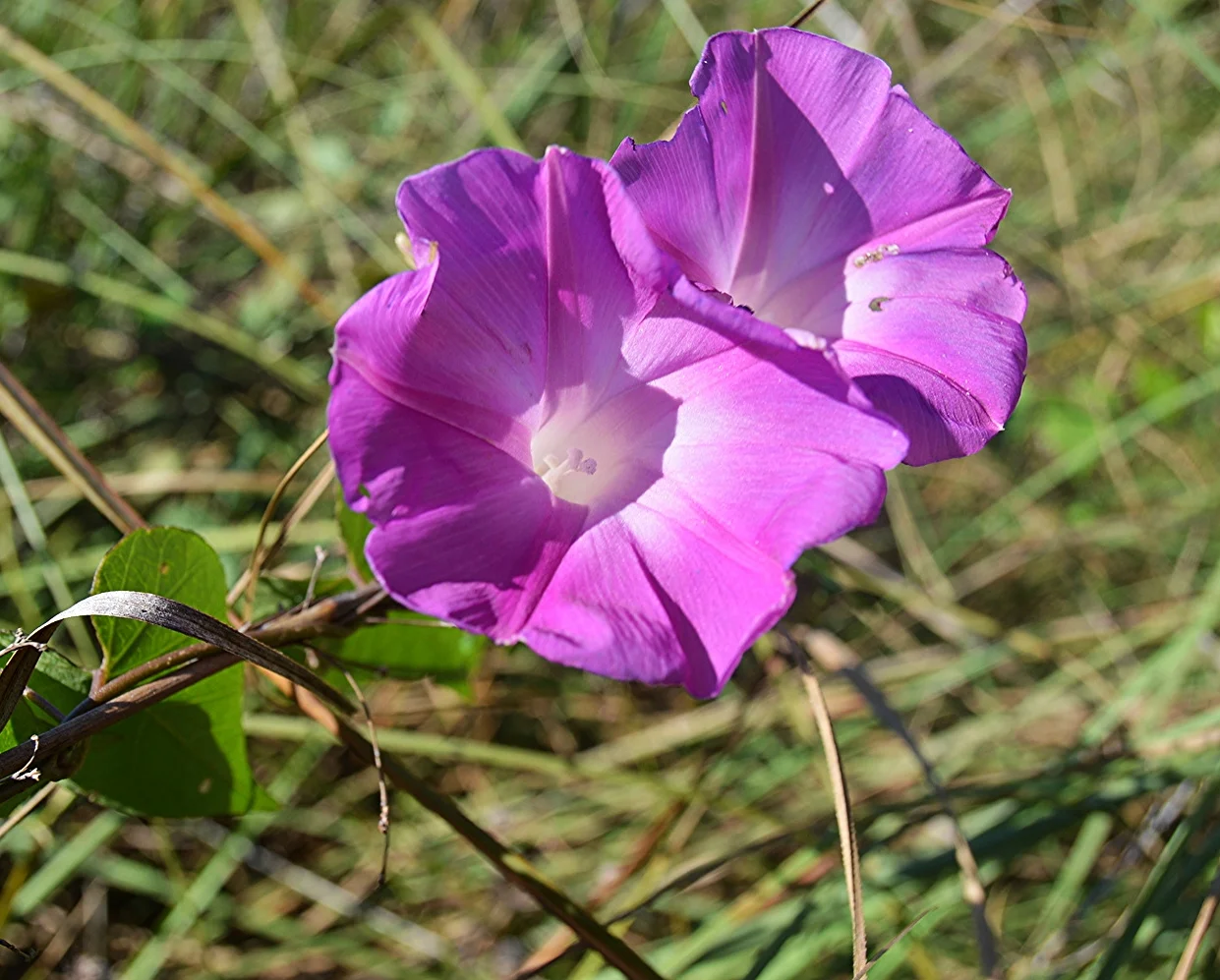  Ipomea indica / Ocean Blue 