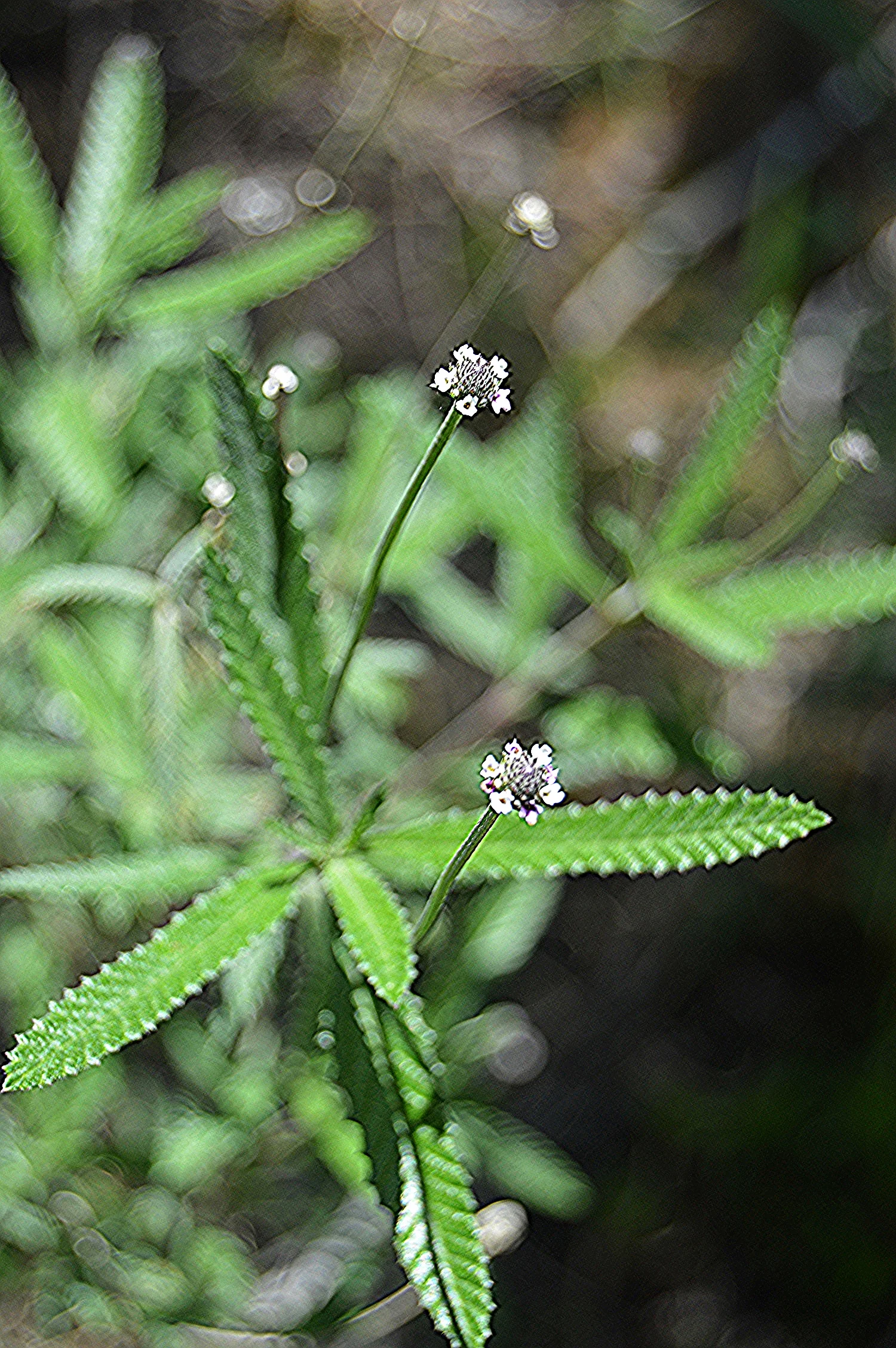  Phyla stoechadifolia / Southern Frogfruit 